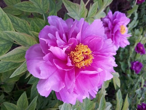 the 36th chinese luoyang peony festival